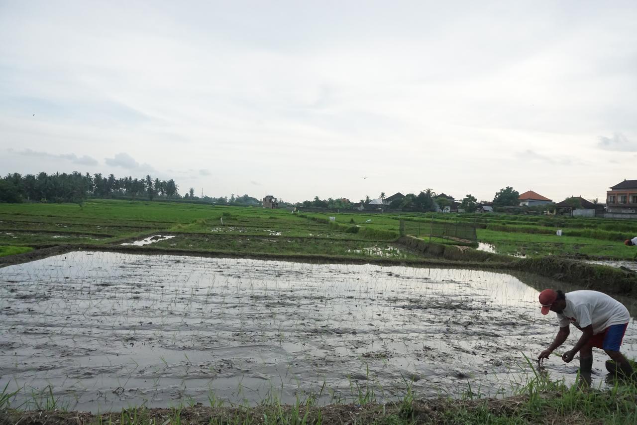 Pondok Uma Ubud Kültér fotó